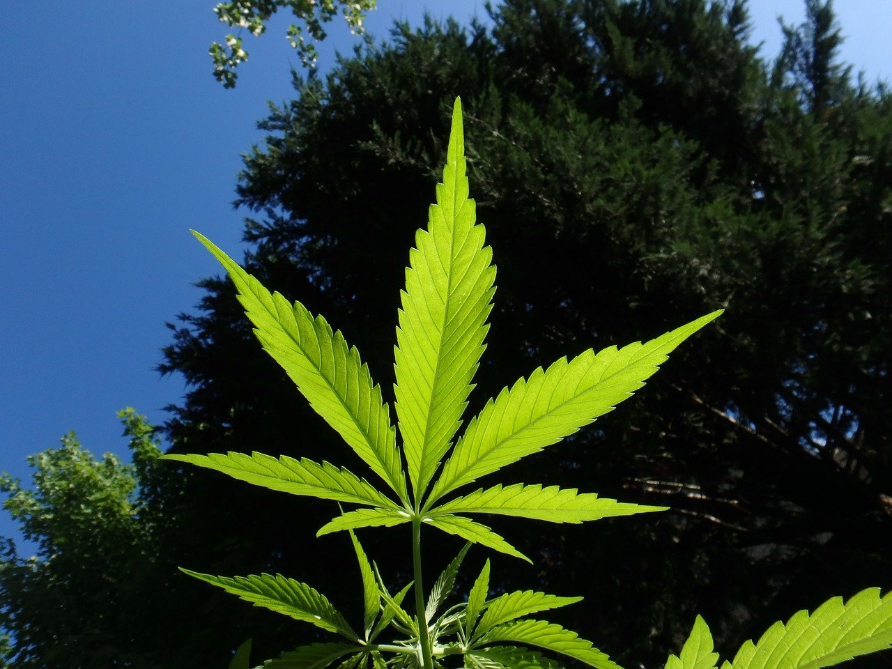 Cannabis light, un trend in forte crescita nei mercati del web